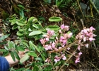 <i>Andira anthelmia</i> (Vell.) Benth. [Fabaceae]