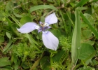 <i>Herbertia lahue</i> (Molina) Goldblatt [Iridaceae]
