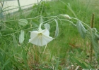 <i>Convolvulus hermanniae</i> L´Her. [Convolvulaceae]