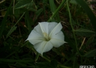 <i>Convolvulus hermanniae</i> L´Her. [Convolvulaceae]