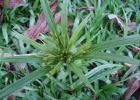 <i>Cyperus meyenianus</i> Kunth [Cyperaceae]