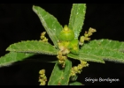 <i>Bernardia multicaulis</i> Müll. Arg. [Euphorbiaceae]