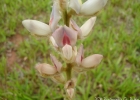 <i>Lupinus lanatus</i> Benth. [Fabaceae]