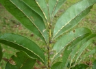 <i>Matayba elaeagnoides</i> Radlk. [Sapindaceae]