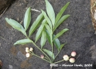 <i>Matayba elaeagnoides</i> Radlk. [Sapindaceae]