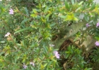 <i>Cuphea gracilis</i> Kunth [Lythraceae]