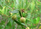 <i>Sebastiania schottiana</i> (Müll.Arg.) Müll.Arg. [Euphorbiaceae]