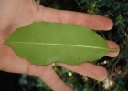 <i>Citronella gongonha</i> (Mart.) R.A.Howard [Cardiopteridaceae]