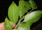 <i>Ilex brevicuspis</i> Reissek [Aquifoliaceae]