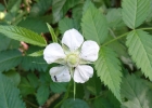 <i>Rubus rosifolius</i> Sm. [Rosaceae]