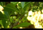 <i>Ilex brevicuspis</i> Reissek [Aquifoliaceae]