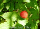 <i>Rubus rosifolius</i> Sm. [Rosaceae]