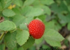 <i>Rubus rosifolius</i> Sm. [Rosaceae]