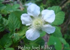 <i>Rubus rosifolius</i> Sm. [Rosaceae]