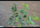 <i>Ilex brevicuspis</i> Reissek [Aquifoliaceae]