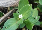 <i>Richardia brasiliensis</i> Gomes [Rubiaceae]