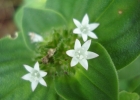 <i>Richardia brasiliensis</i> Gomes [Rubiaceae]