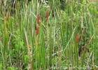 <i>Typha domingensis</i> Pers. [Typhaceae]
