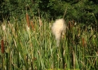 <i>Typha domingensis</i> Pers. [Typhaceae]