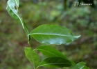 <i>Ilex brevicuspis</i> Reissek [Aquifoliaceae]