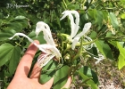 <i>Bauhinia forficata</i> Link [Fabaceae]