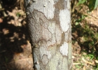 <i>Coccoloba warmingii</i> Meisn. [Polygonaceae]