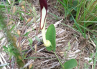 <i>Aristolochia sessilifolia</i> (Klotzsch) Duch. [Aristolochiaceae]