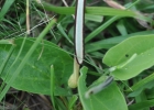 <i>Aristolochia sessilifolia</i> (Klotzsch) Duch. [Aristolochiaceae]