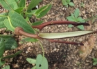 <i>Aristolochia sessilifolia</i> (Klotzsch) Duch. [Aristolochiaceae]