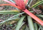 <i>Aechmea recurvata</i> (Klotzsch) L. B. Sm. [Bromeliaceae]