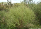 <i>Ambrosia tenuifolia</i> Spreng. [Asteraceae]