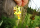 <i>Lockhartia lunifera</i> (Lindl.) Rchb.f. [Orchidaceae]
