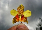 <i>Cyrtopodium gigas</i> (Vell.) Hoehne [Orchidaceae]
