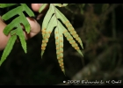 <i>Pleopeltis angusta</i> Humb. & Bonpl. ex Willd. [Polypodiaceae]