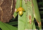 <i>Heterotaxis brasiliensis</i> (Brieger & Illg) F.Barros [Orchidaceae]