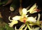 <i>Xylobium variegatum</i> (Ruiz & Pav.) Mansf. [Orchidaceae]