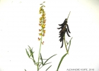 <i>Crotalaria lanceolata</i> E.Mey. [Fabaceae]