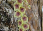 <i>Stelis megantha</i> Barb.Rodr. [Orchidaceae]