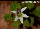 <i>Lobelia hederacea</i> Cham. [Campanulaceae]
