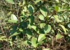<i>Eugenia hiemalis</i> Cambess. [Myrtaceae]