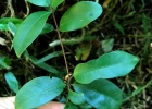 <i>Eugenia hiemalis</i> Cambess. [Myrtaceae]