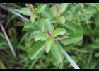 <i>Acalypha senilis</i> Baill. [Euphorbiaceae]