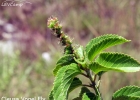 <i>Acalypha senilis</i> Baill. [Euphorbiaceae]