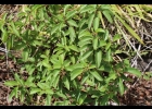 <i>Acalypha communis</i> Müll.Arg. [Euphorbiaceae]
