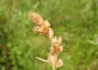 <i>Carex longii var. meridionalis</i> Kük. [Cyperaceae]