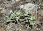 <i>Croton subpannosus</i> Müll. Arg. ex Griseb. [Euphorbiaceae]