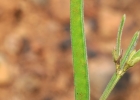 <i>Galactia benthamiana</i> Micheli [Fabaceae]