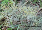 <i>Mimosa bifurca</i> Benth. [Fabaceae]