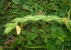 <i>Zornia reticulata</i> Sm. [Fabaceae]