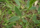 <i>Zornia reticulata</i> Sm. [Fabaceae]